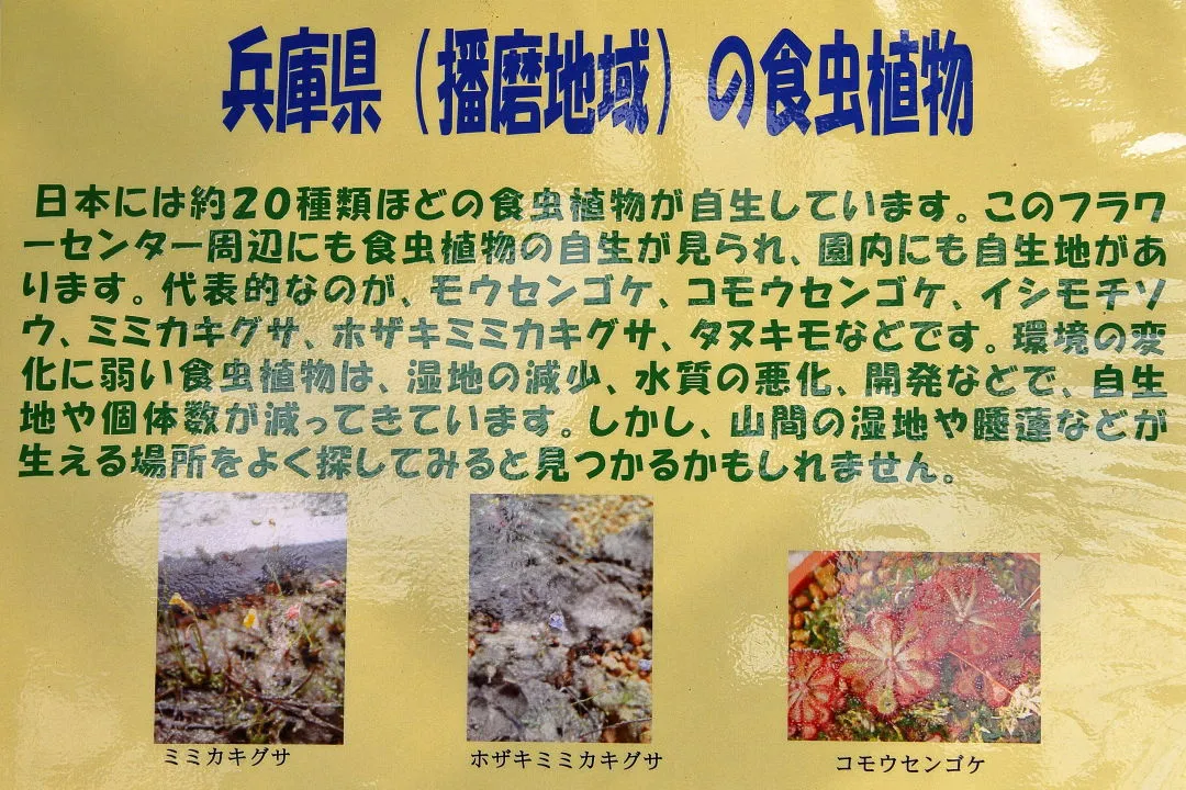 兵庫県に自生する食虫植物