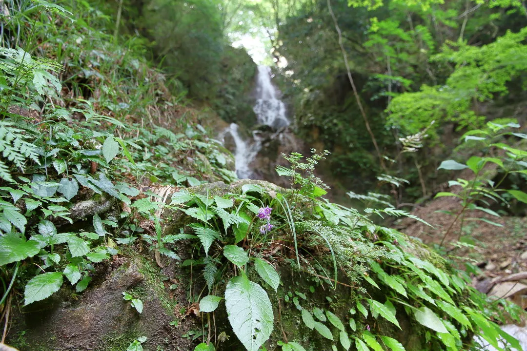 イワタバコと百間滝