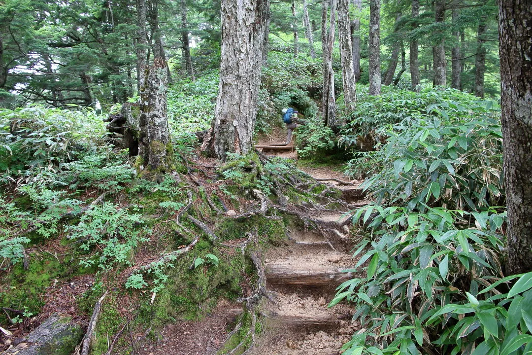 第三ベンチへの登山道