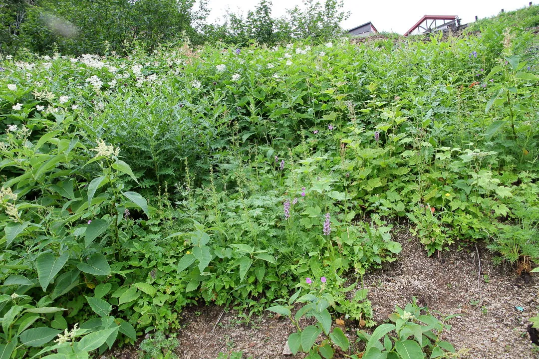 燕山荘直下のお花畑