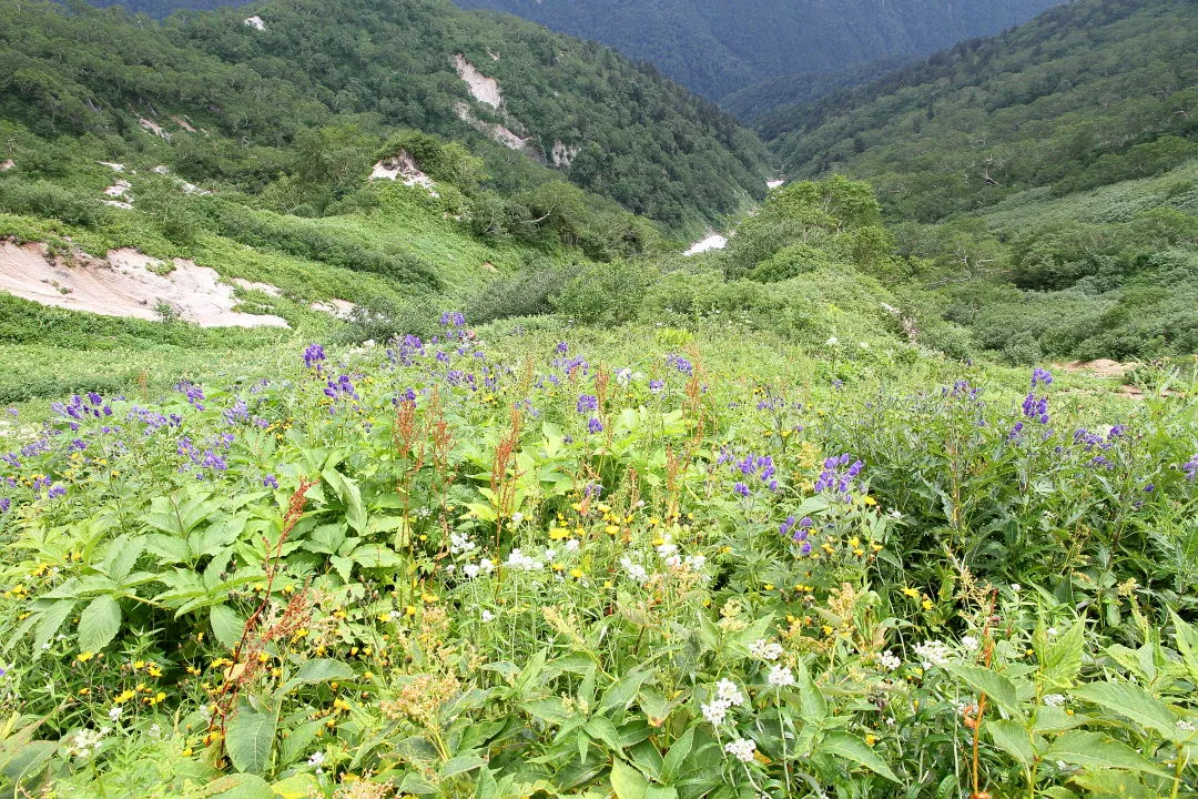 燕山荘直下のお花畑