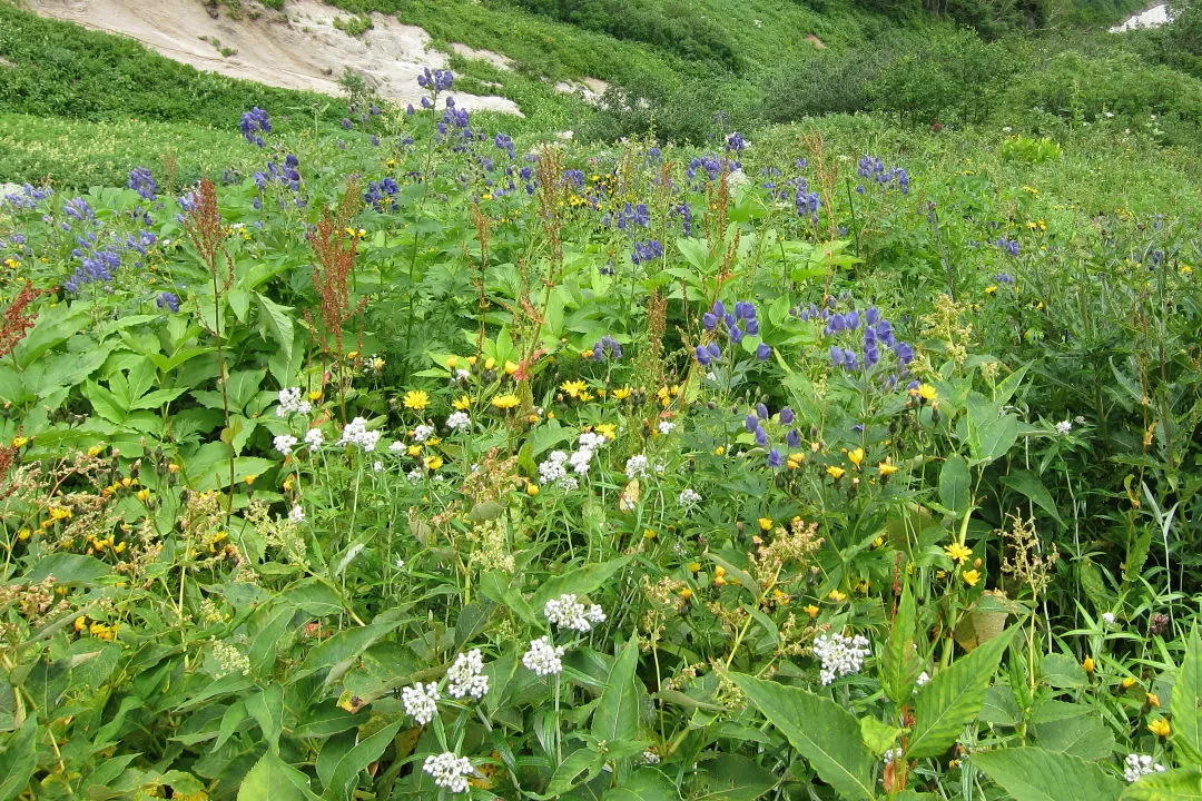 燕山荘直下のお花畑