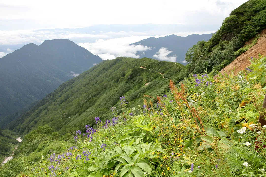 燕山荘直下のお花畑