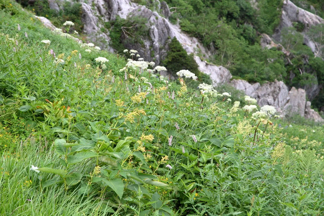 北燕岳直下のお花畑