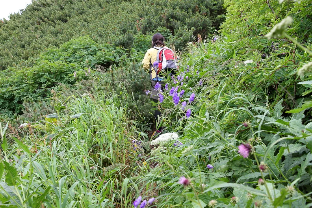 登山道はお花畑の中