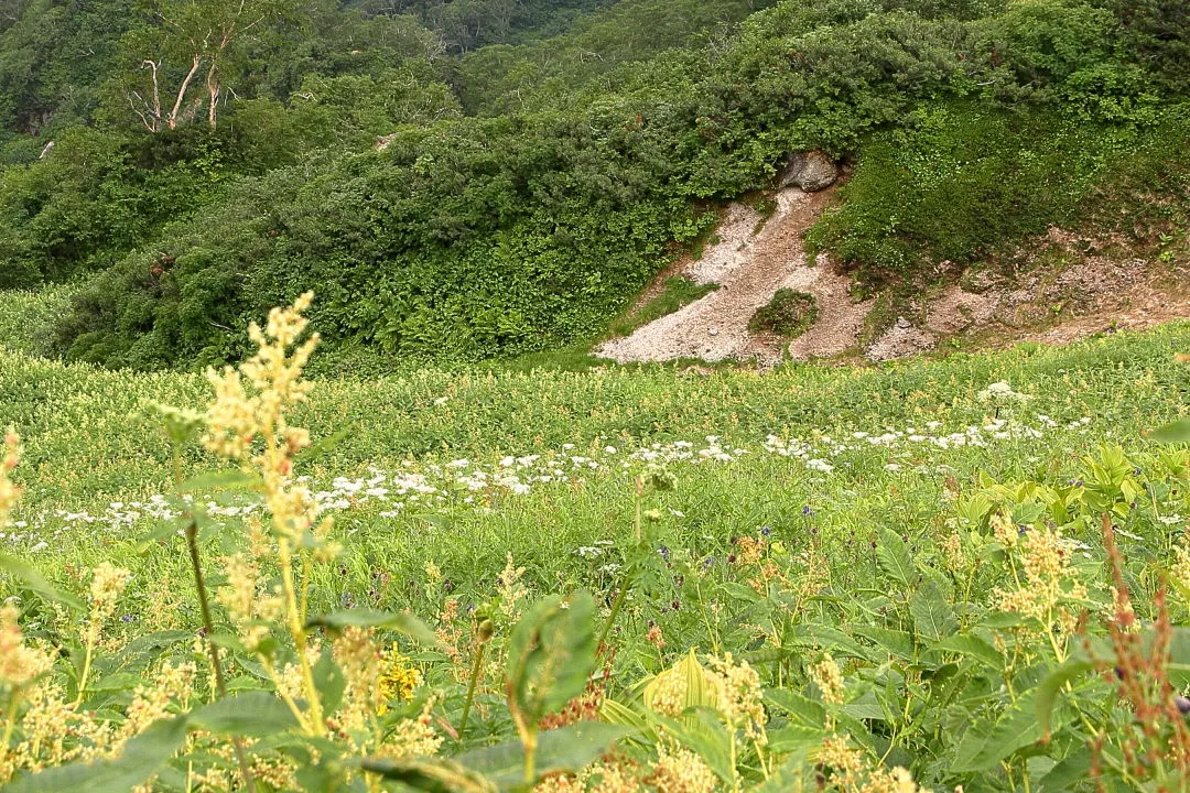 北燕岳直下のお花畑