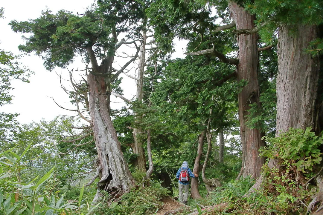 桧の巨木