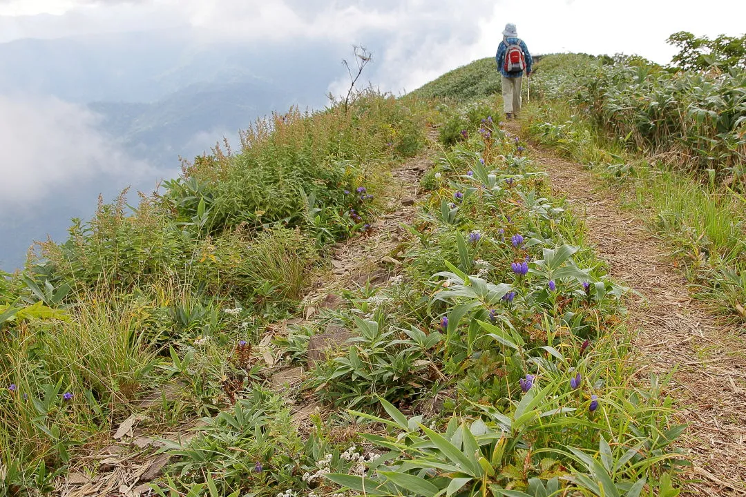 リンドウの多い登山道