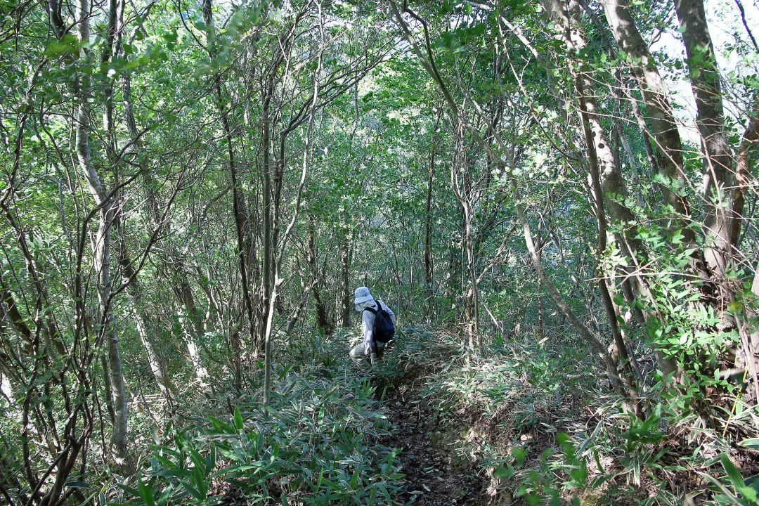 急な登山道