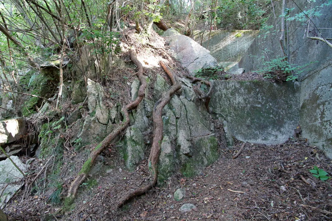 岩の上を這う松の根