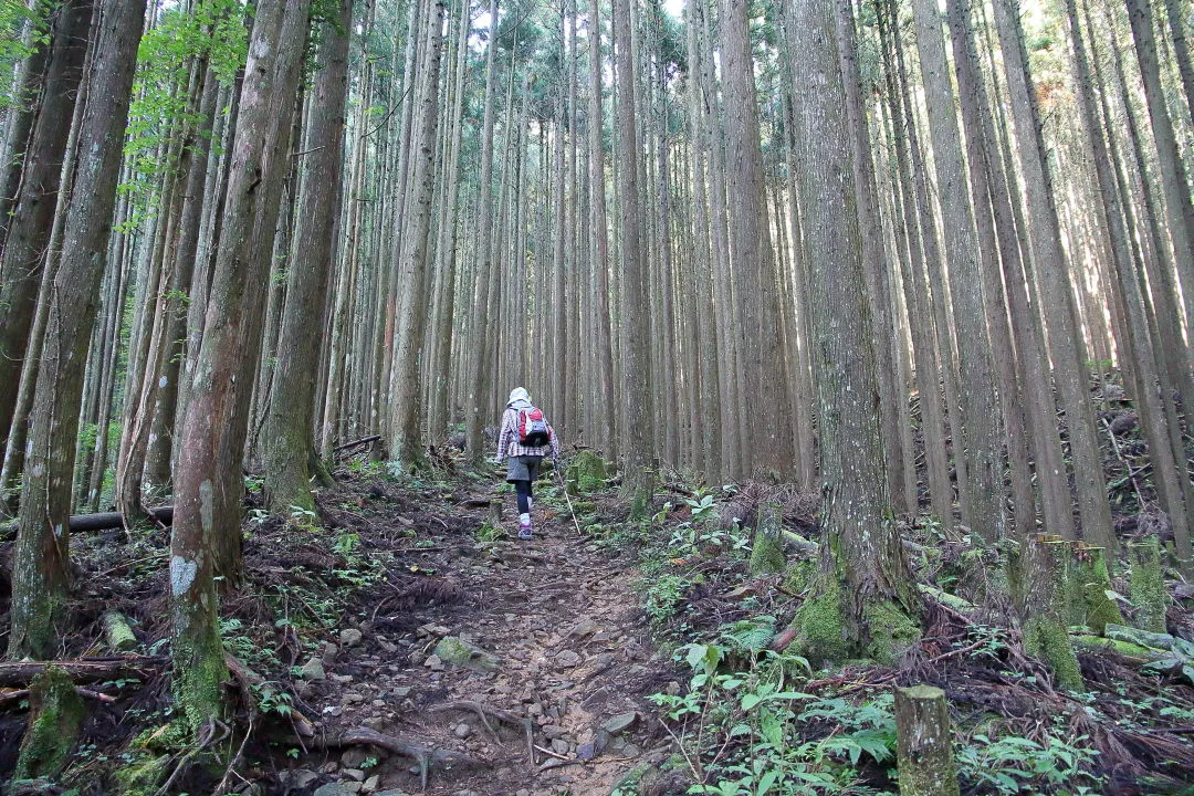 杉林の中の登山道