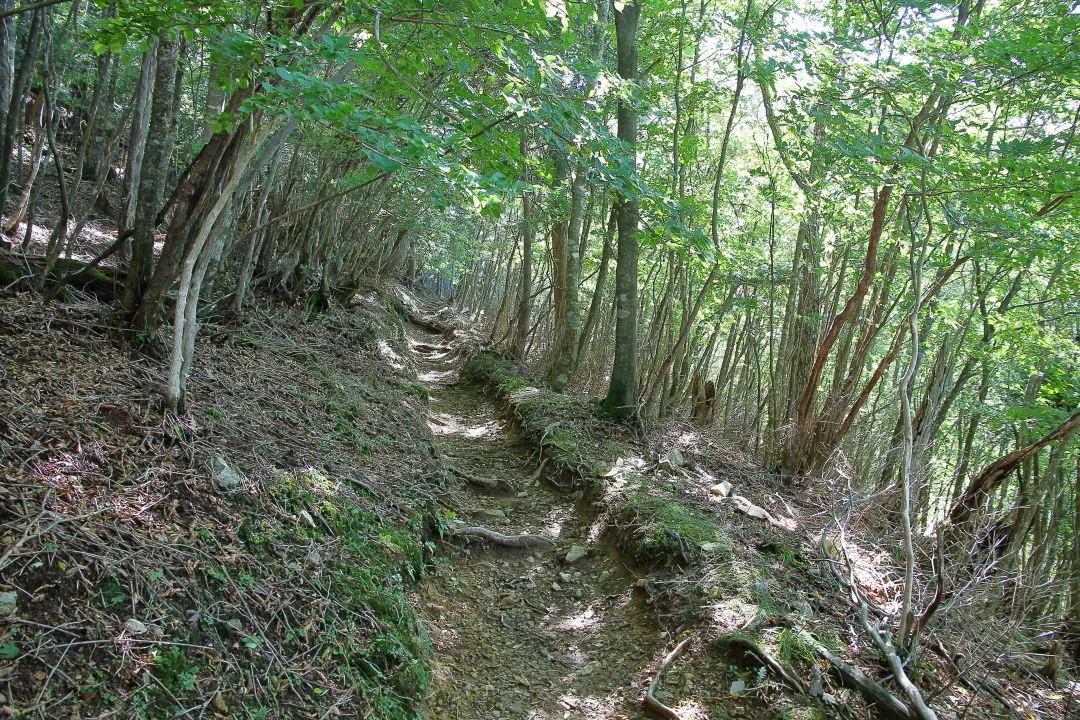 木立の中の登山道