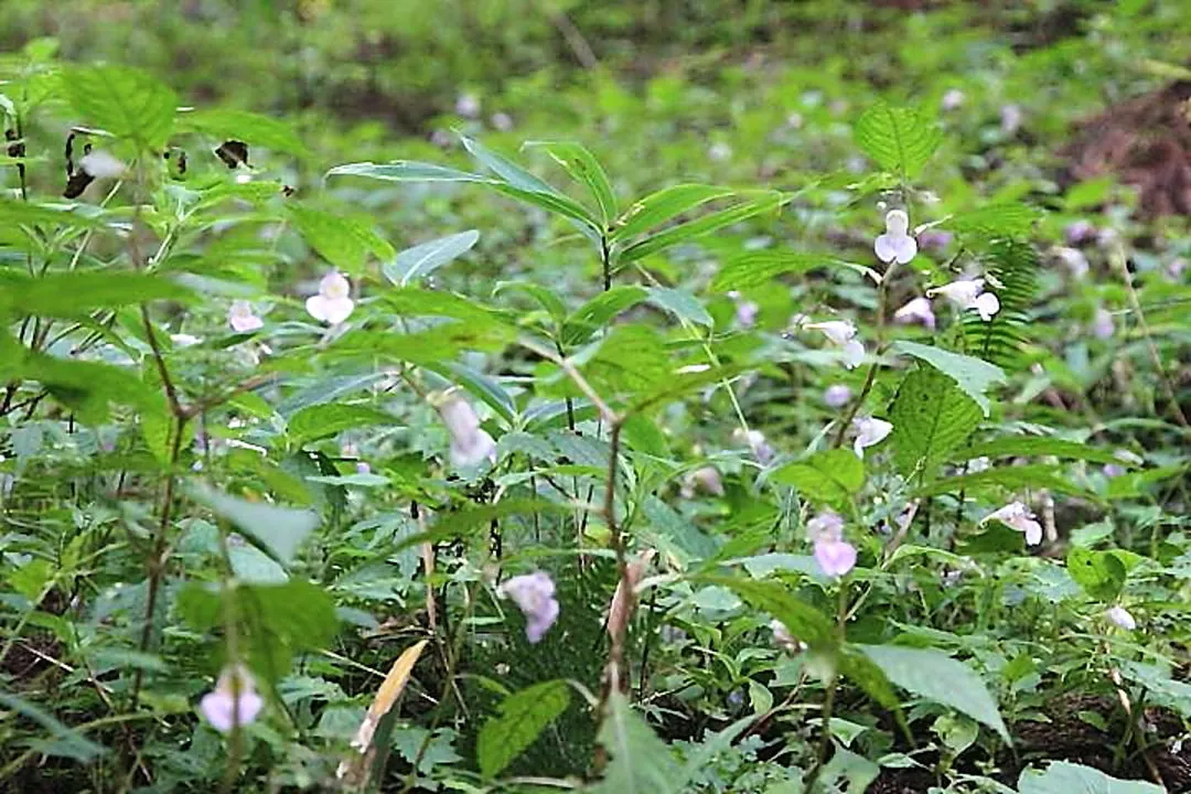 ハガクレツリフネの群生