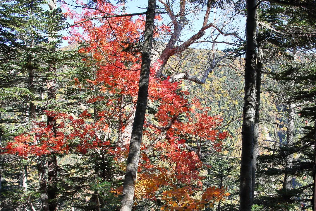 下山道の紅葉