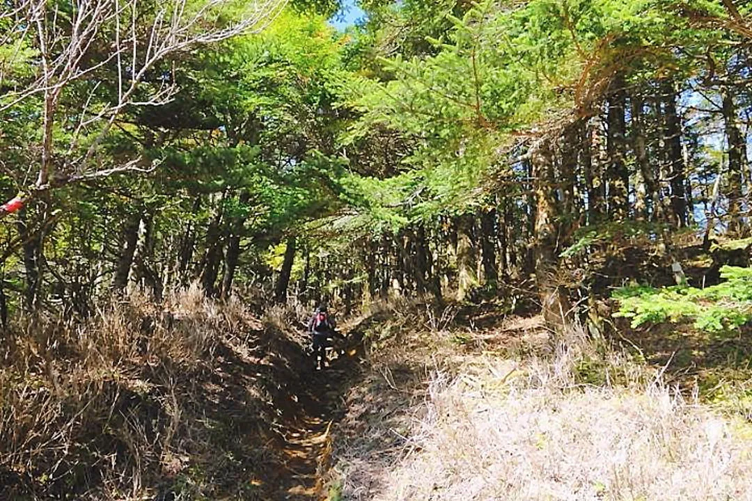 ダケモミ林の登山道