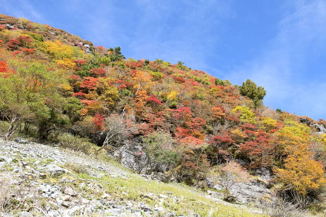 青空に映える紅葉