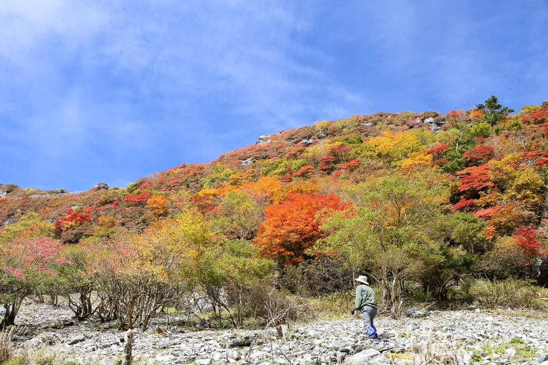 青空に映える紅葉