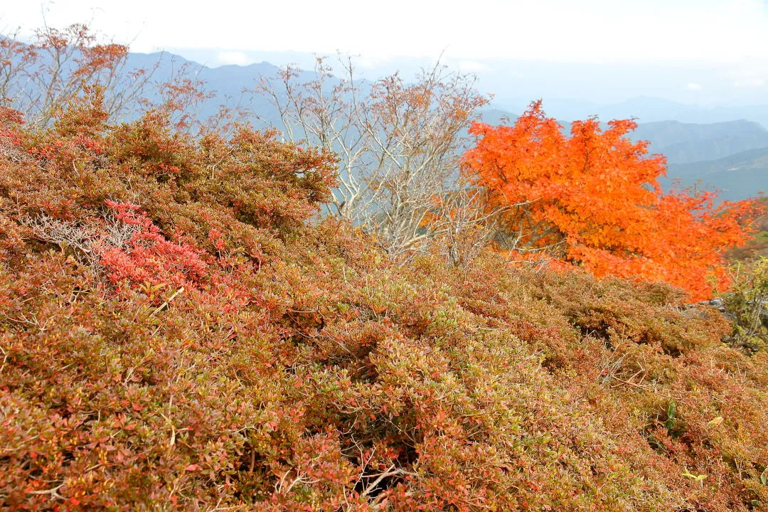 三嶺山頂付近南側