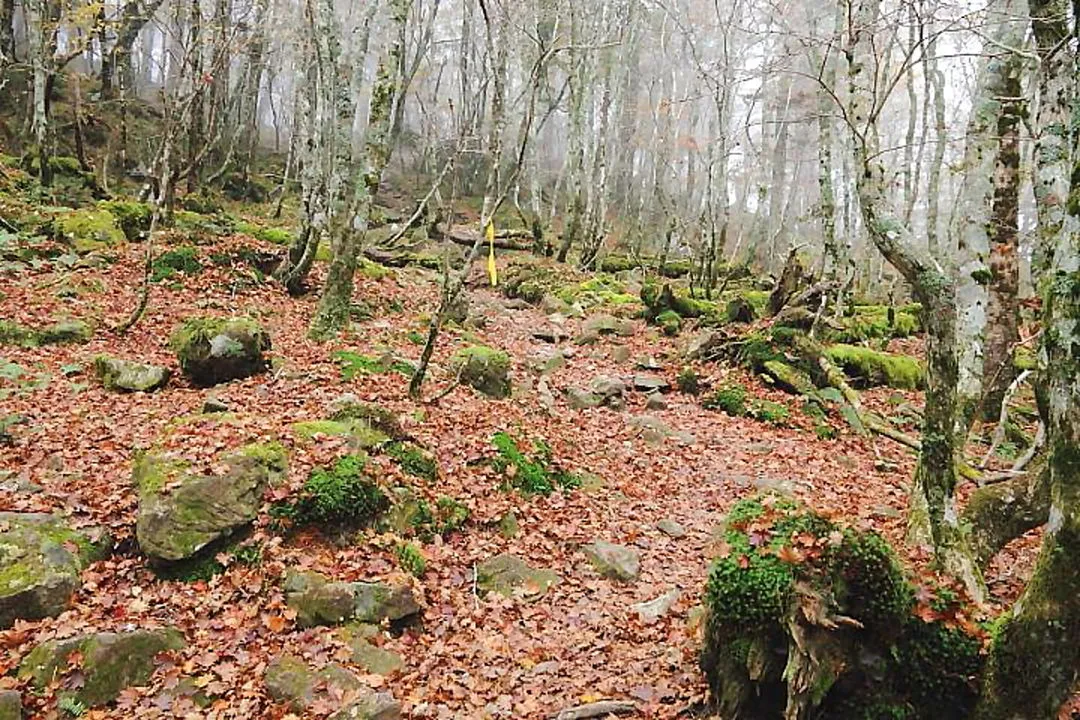 ブナ林の中の登山道