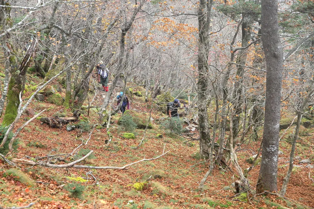 ブナ林の登山道