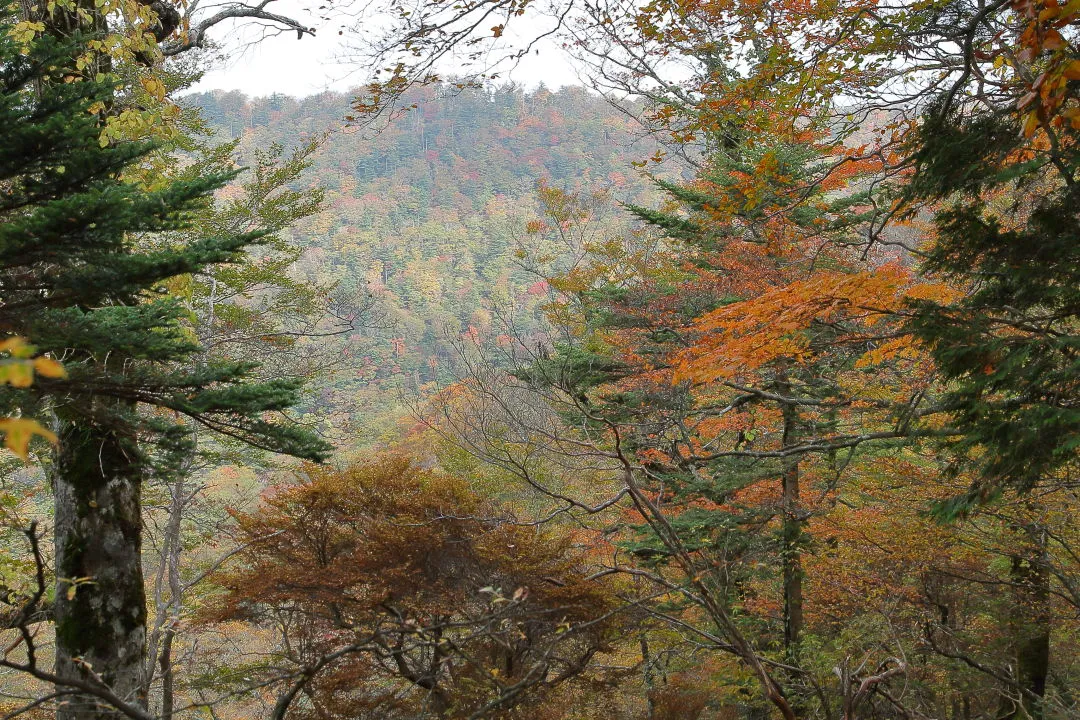 一ノ垰側の紅葉