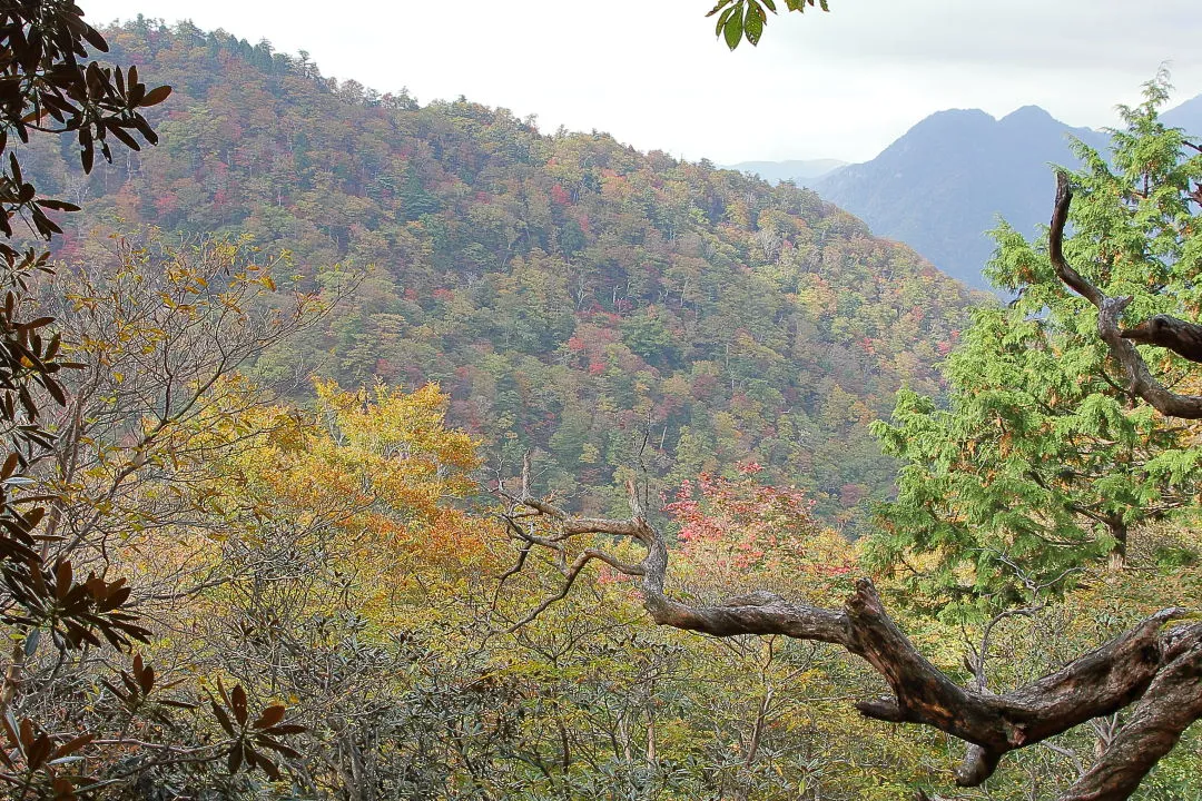 小坪谷の紅葉