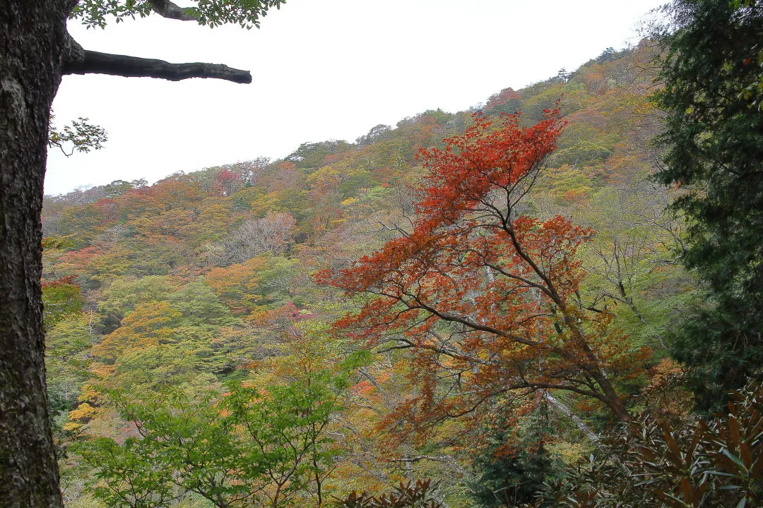 一ノ垰側の紅葉