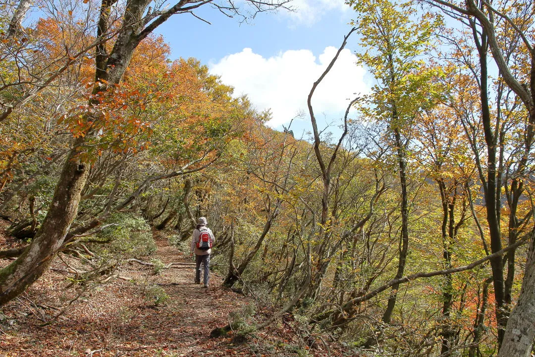 御殿山近くの登山道