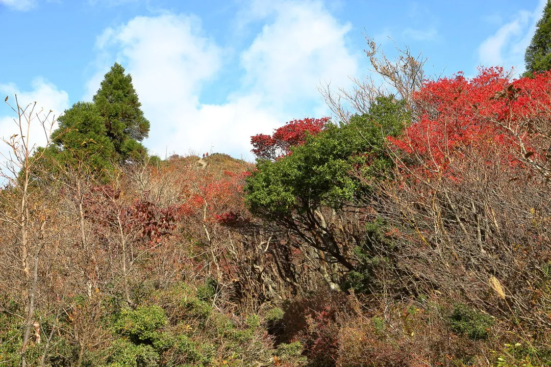 草稜へ