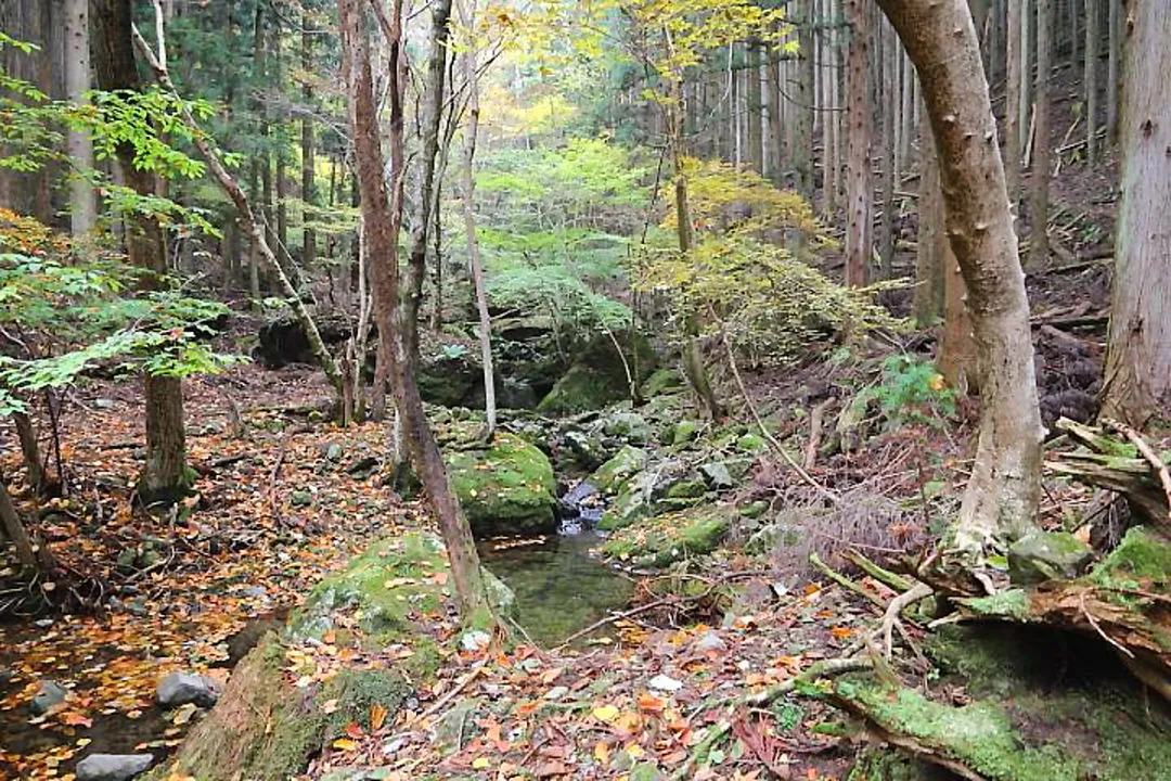 紅ヶ滝上部の川沿い