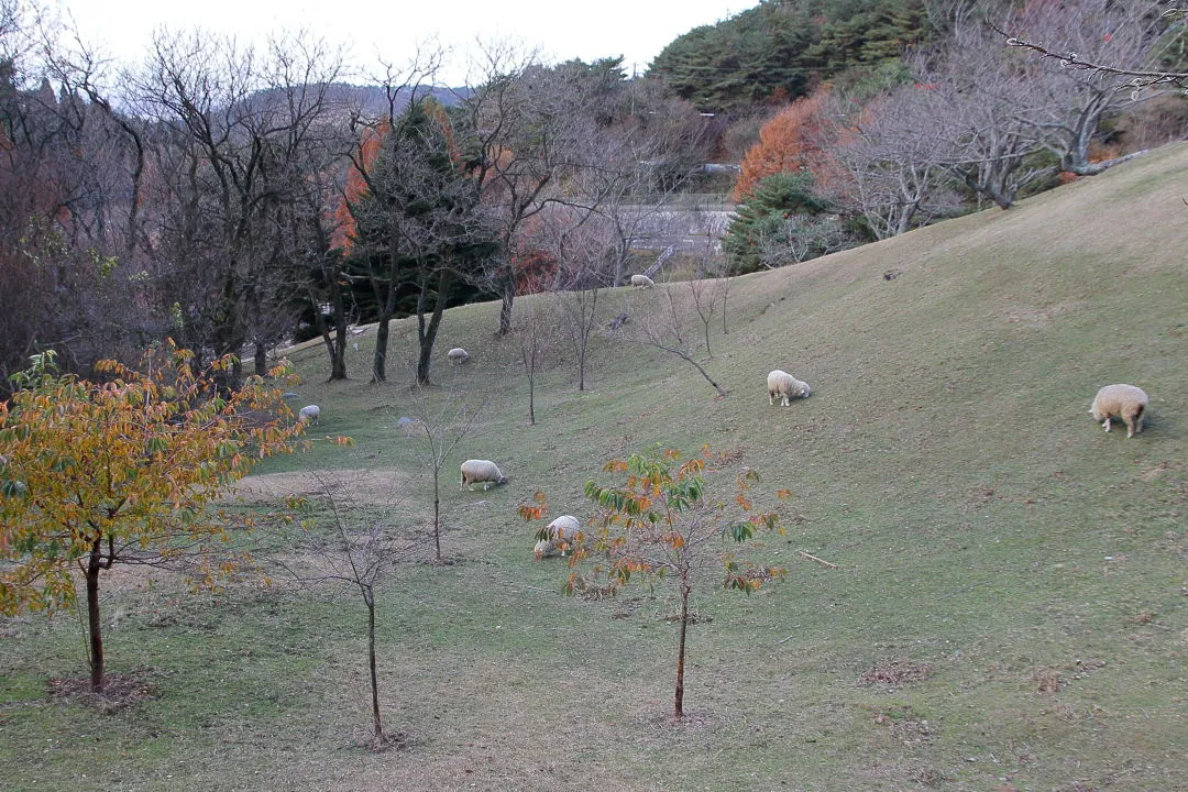 六甲山牧場