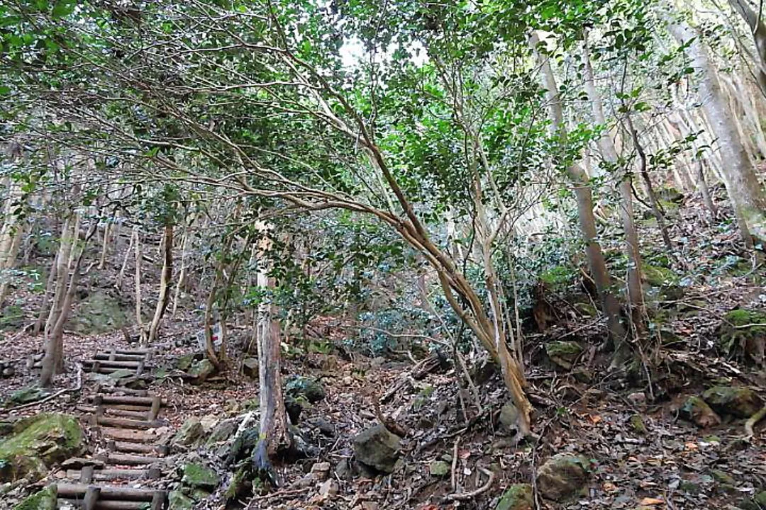 登山道のツバキ群生地