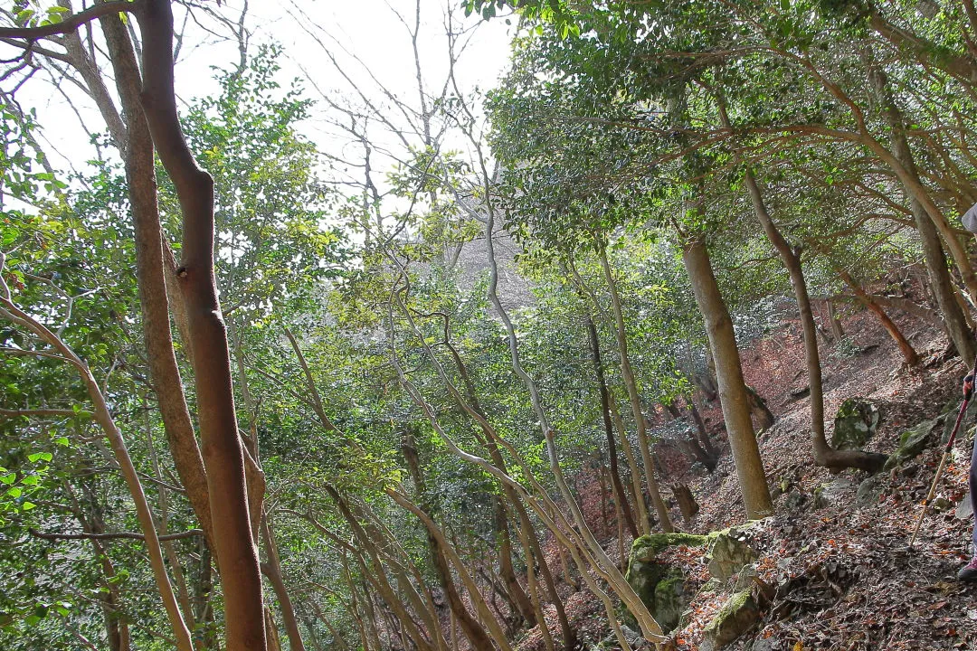 平坦な登山道