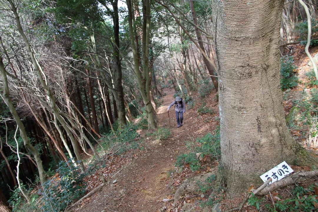 整備された登山道