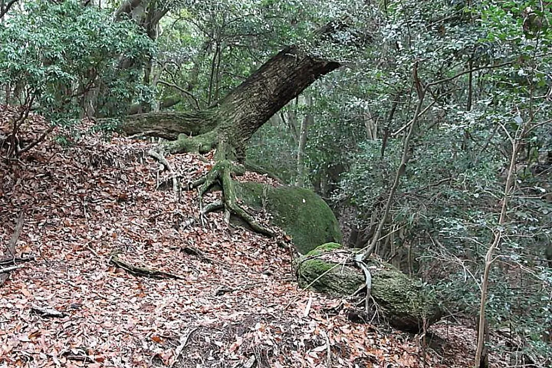 岩上に根を張った木々