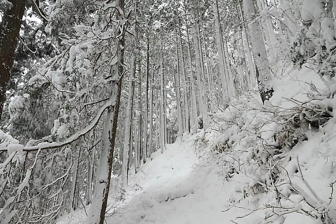 杉林の中の登山道