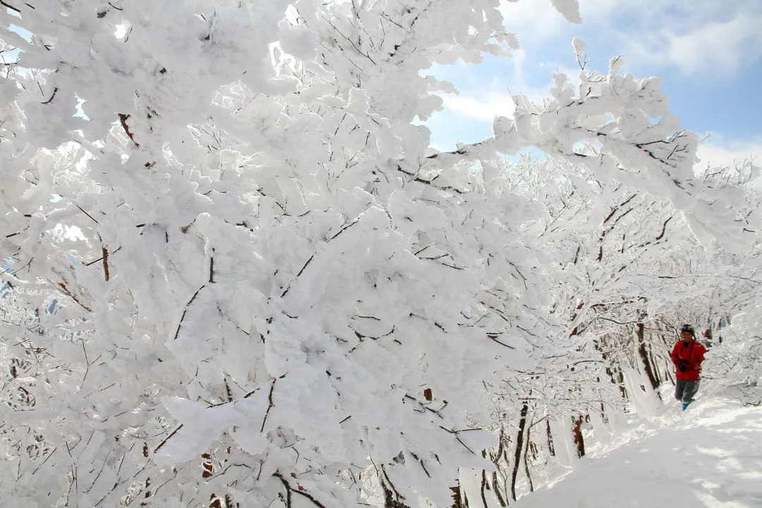 高見山山頂の樹氷