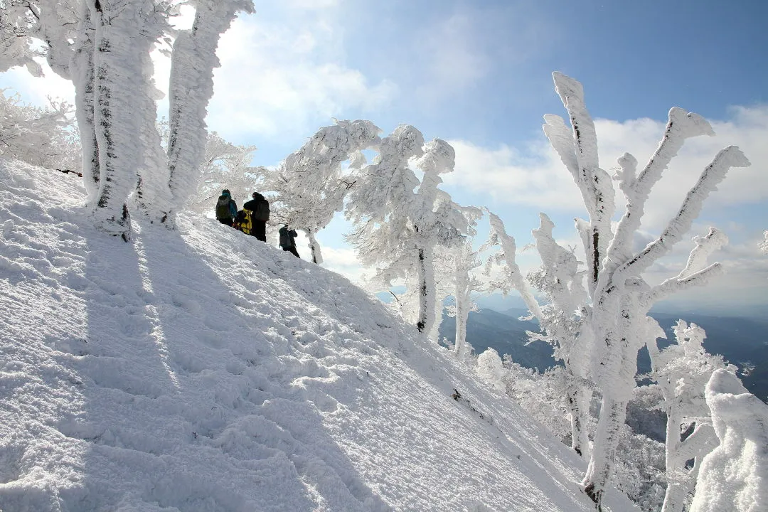 高見山山頂の樹氷