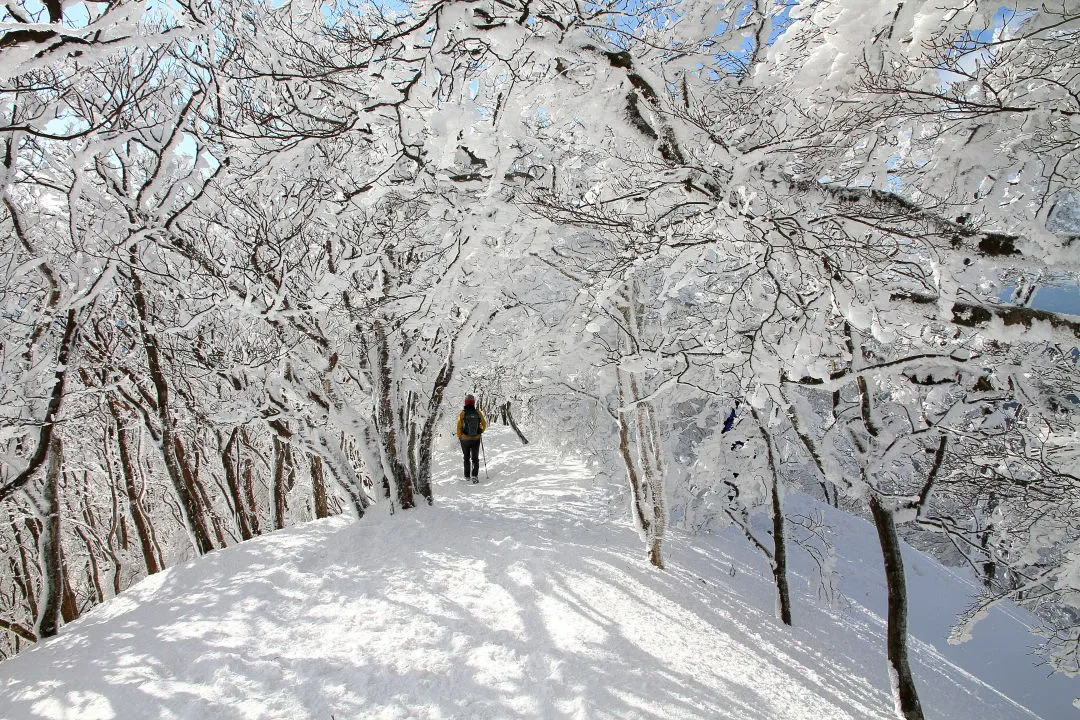 霧氷のトンネルを下る