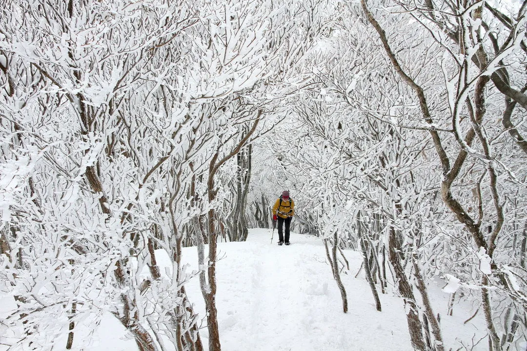 霧氷林を山頂へ