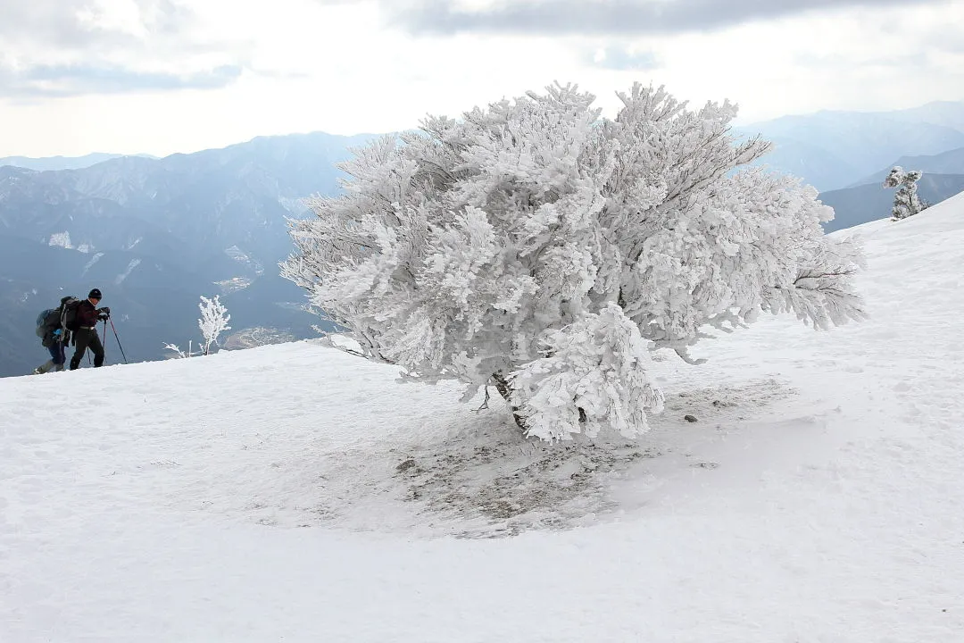 八丁平の霧氷