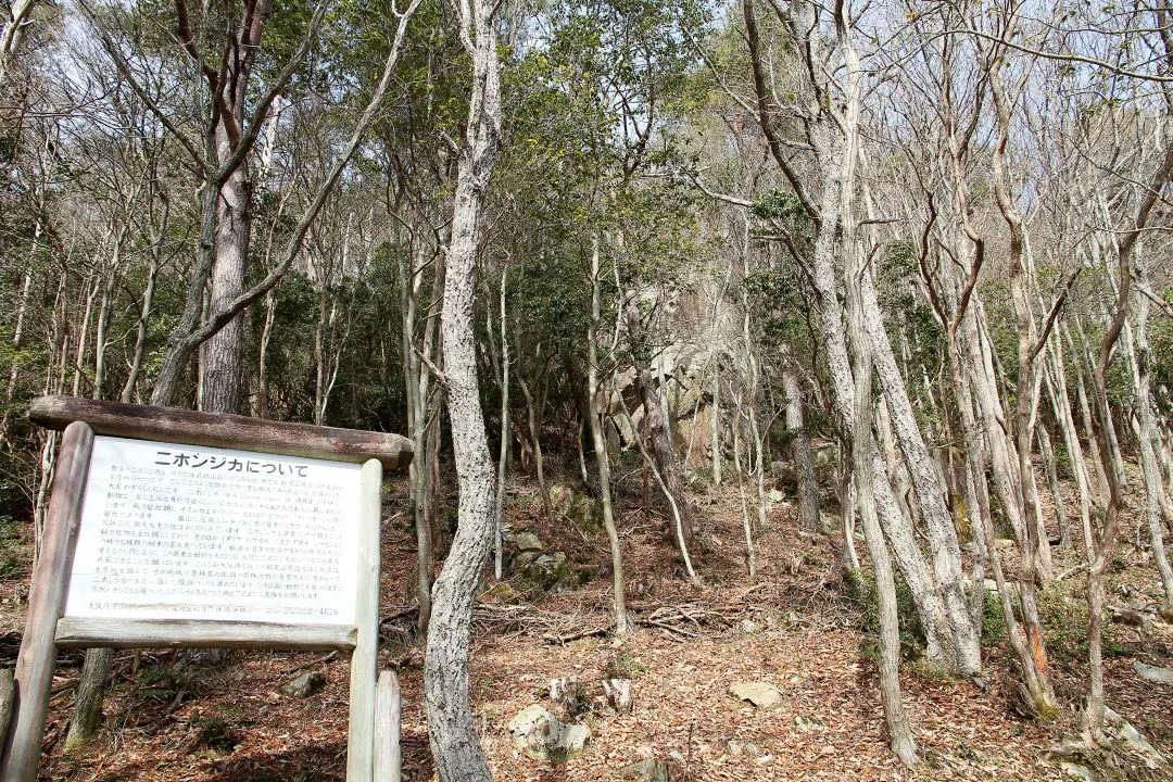 登山道から