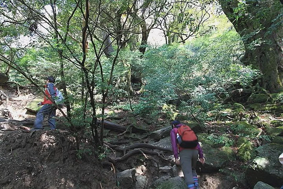 縄文杉へ向う