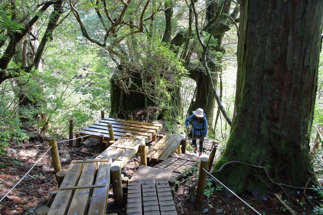 縄文杉直前の木道