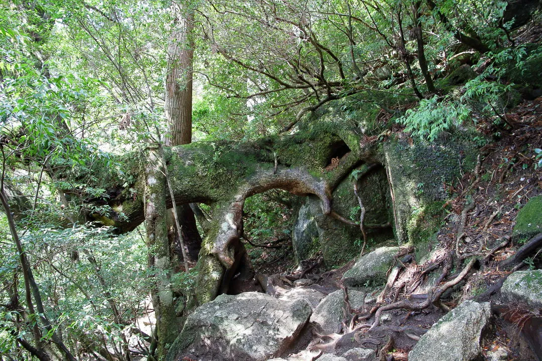 木の下を潜り抜ける