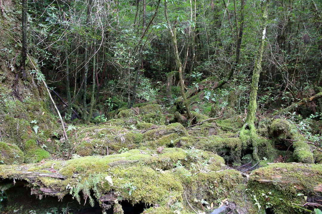 苔むす林