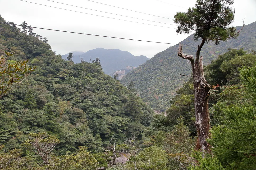 中島権現岳