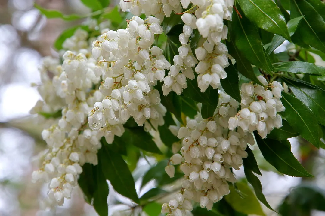 アセビの花