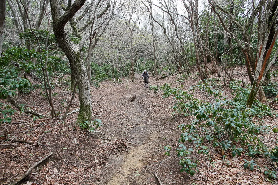 ヤケ山への登山道