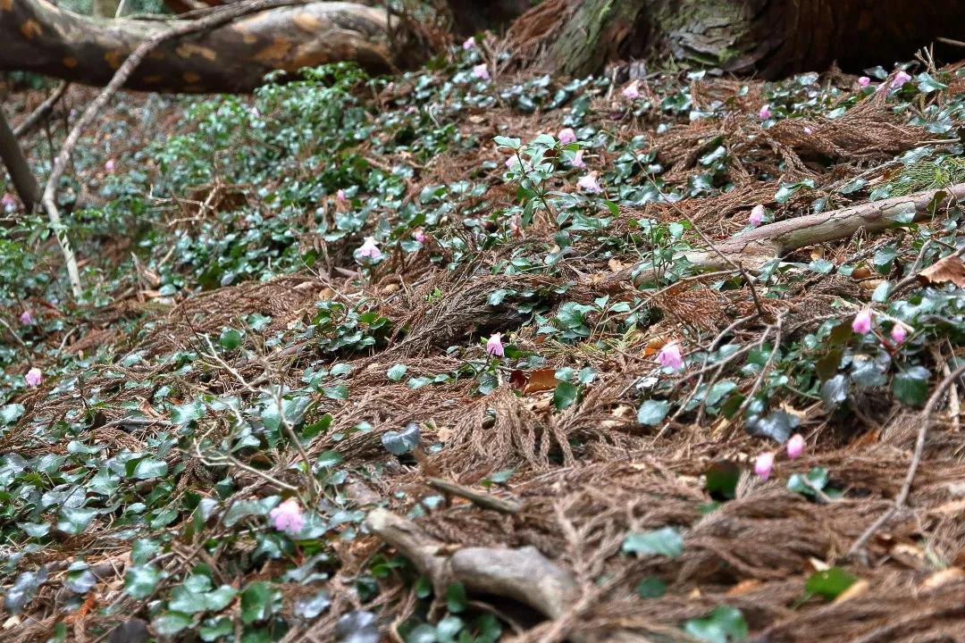 イワウチワ群生